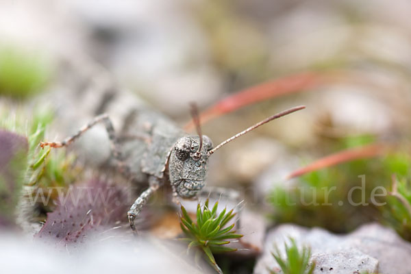 Blauflügelige Oedlandschrecke (Oedipoda caerulescens)