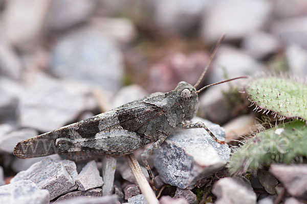 Blauflügelige Oedlandschrecke (Oedipoda caerulescens)