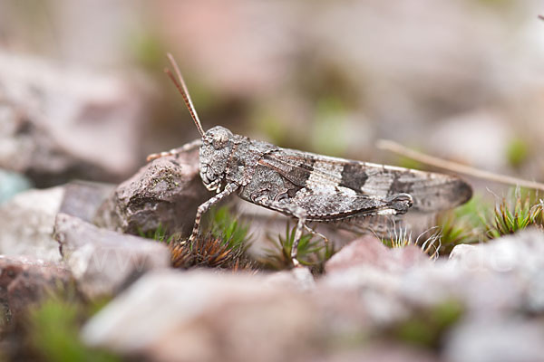 Blauflügelige Oedlandschrecke (Oedipoda caerulescens)