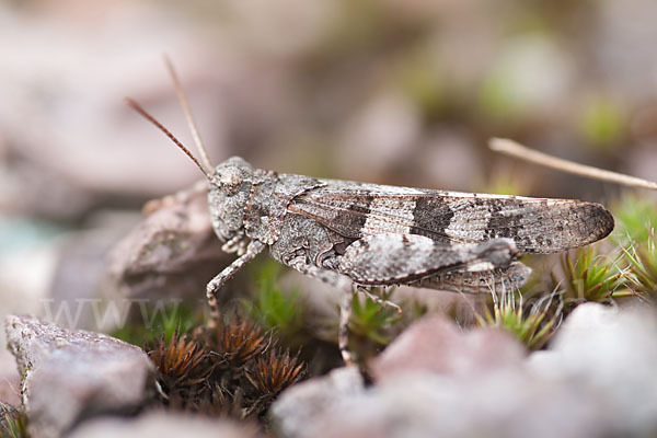 Blauflügelige Oedlandschrecke (Oedipoda caerulescens)