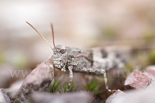 Blauflügelige Oedlandschrecke (Oedipoda caerulescens)