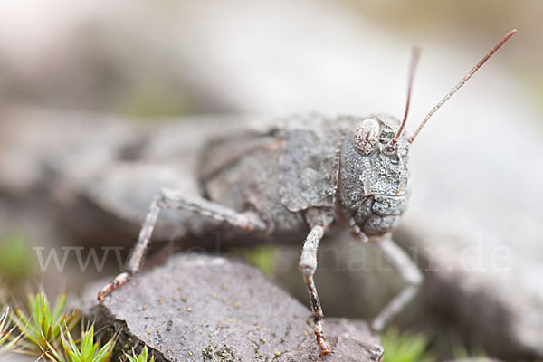 Blauflügelige Oedlandschrecke (Oedipoda caerulescens)