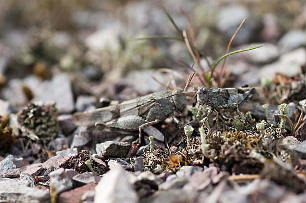 Blauflügelige Oedlandschrecke (Oedipoda caerulescens)