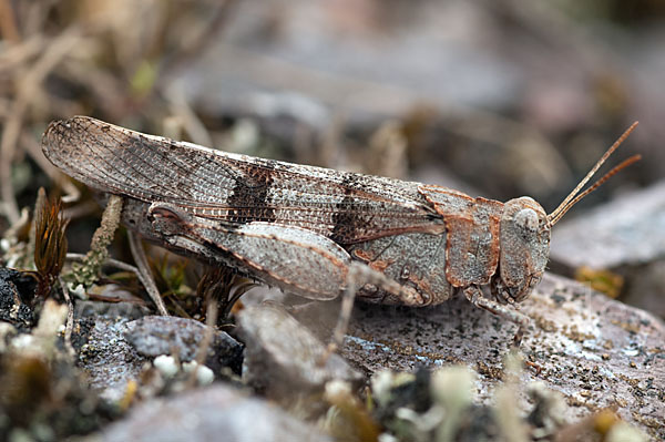 Blauflügelige Oedlandschrecke (Oedipoda caerulescens)