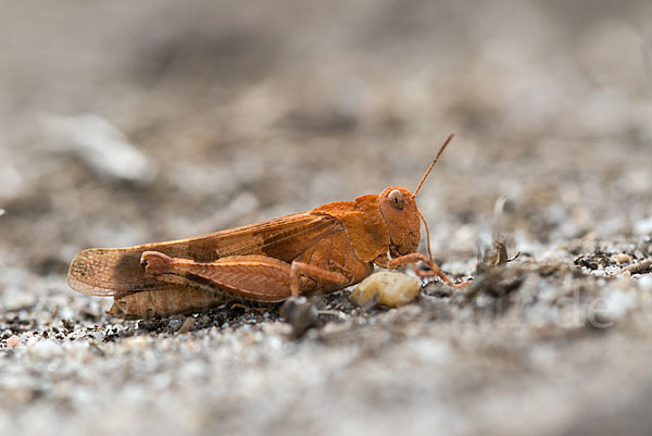 Blauflügelige Oedlandschrecke (Oedipoda caerulescens)