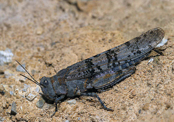 Blauflügelige Sandschrecke (Sphingonotus caerulans)