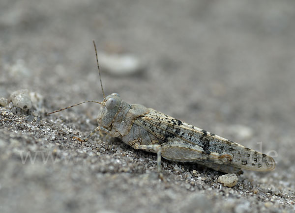 Blauflügelige Sandschrecke (Sphingonotus caerulans)