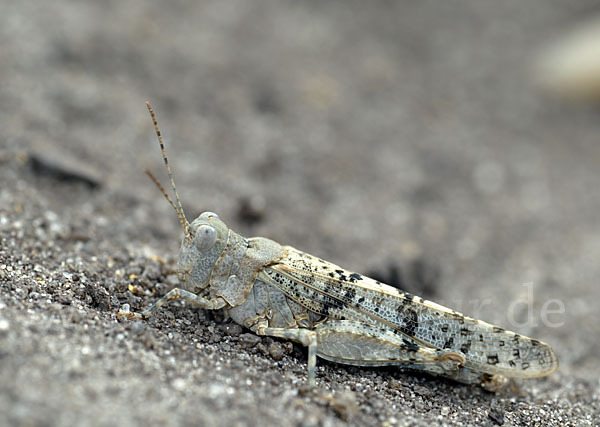 Blauflügelige Sandschrecke (Sphingonotus caerulans)