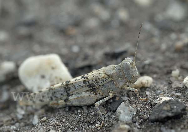 Blauflügelige Sandschrecke (Sphingonotus caerulans)