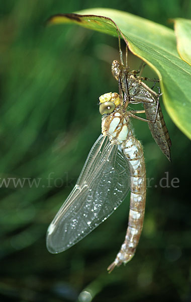 Blaugrüne Mosaikjungfer (Aeshna cyanea)