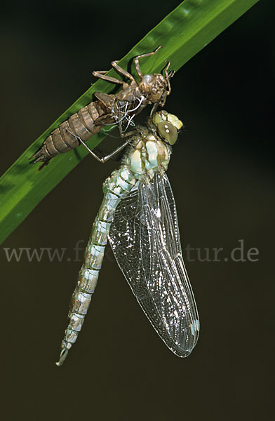 Blaugrüne Mosaikjungfer (Aeshna cyanea)