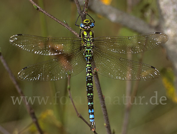 Blaugrüne Mosaikjungfer (Aeshna cyanea)