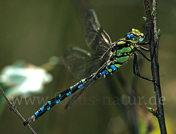 Blaugrüne Mosaikjungfer (Aeshna cyanea)