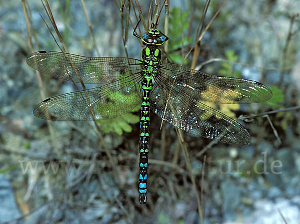 Blaugrüne Mosaikjungfer (Aeshna cyanea)