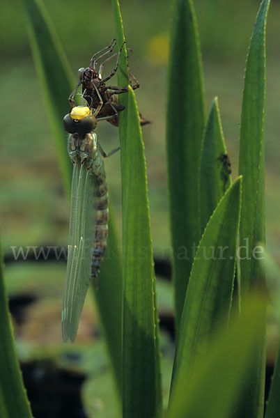 Blaugrüne Mosaikjungfer (Aeshna cyanea)