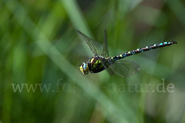 Blaugrüne Mosaikjungfer (Aeshna cyanea)