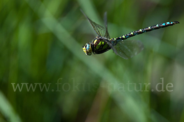 Blaugrüne Mosaikjungfer (Aeshna cyanea)