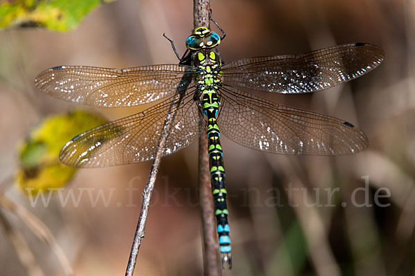 Blaugrüne Mosaikjungfer (Aeshna cyanea)