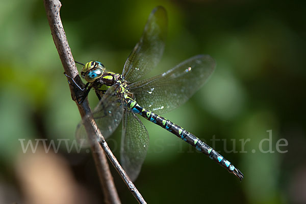 Blaugrüne Mosaikjungfer (Aeshna cyanea)