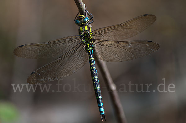 Blaugrüne Mosaikjungfer (Aeshna cyanea)