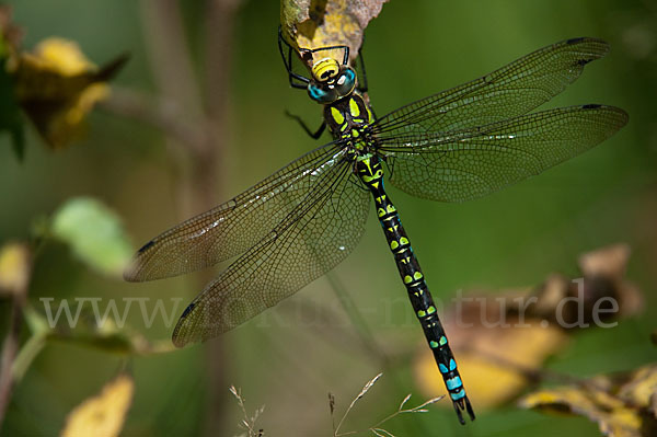 Blaugrüne Mosaikjungfer (Aeshna cyanea)