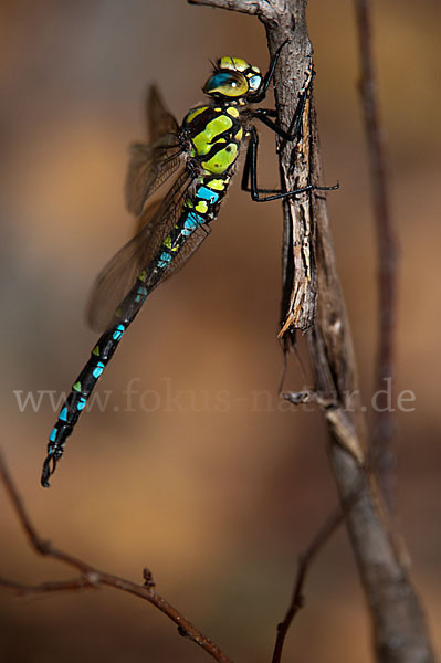 Blaugrüne Mosaikjungfer (Aeshna cyanea)