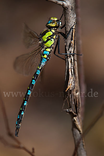 Blaugrüne Mosaikjungfer (Aeshna cyanea)