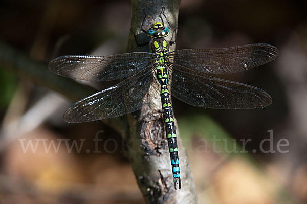 Blaugrüne Mosaikjungfer (Aeshna cyanea)