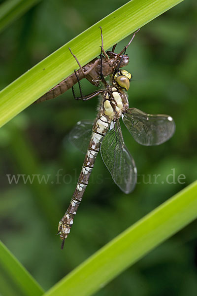 Blaugrüne Mosaikjungfer (Aeshna cyanea)