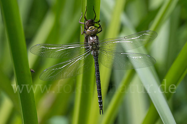 Blaugrüne Mosaikjungfer (Aeshna cyanea)