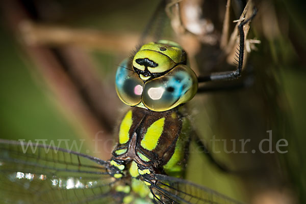 Blaugrüne Mosaikjungfer (Aeshna cyanea)