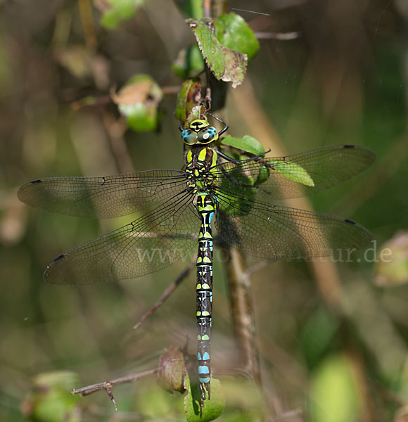 Blaugrüne Mosaikjungfer (Aeshna cyanea)