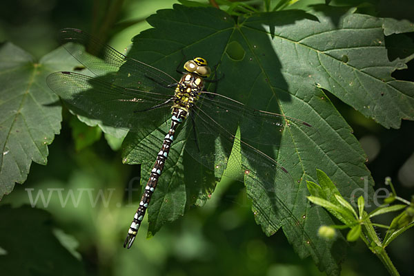 Blaugrüne Mosaikjungfer (Aeshna cyanea)