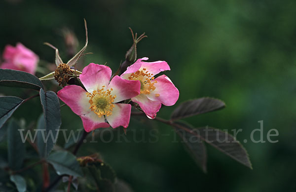 Blaugrüne Rose (Rosa glauca)