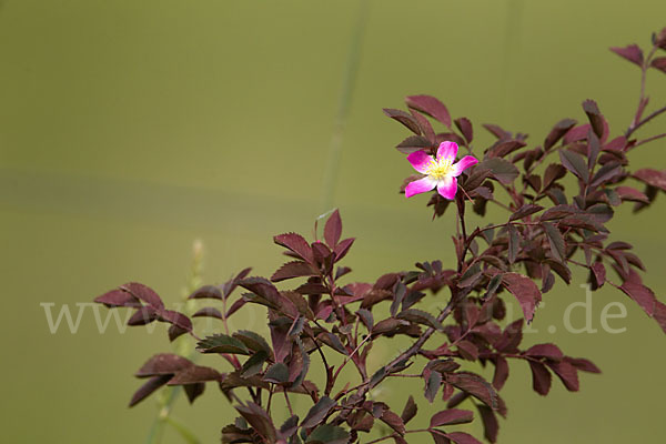 Blaugrüne Rose (Rosa glauca)