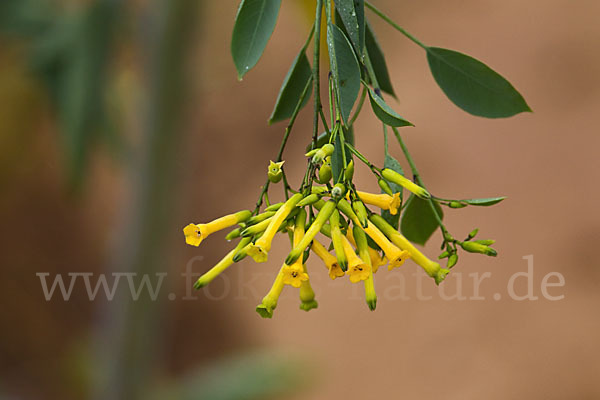 Blaugrüner Tabak (Nicotiana glauca)