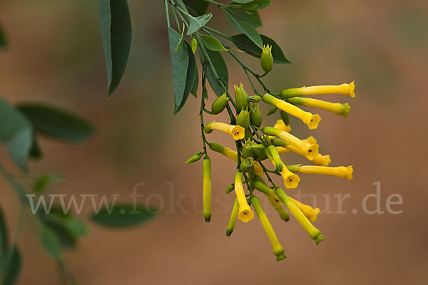 Blaugrüner Tabak (Nicotiana glauca)