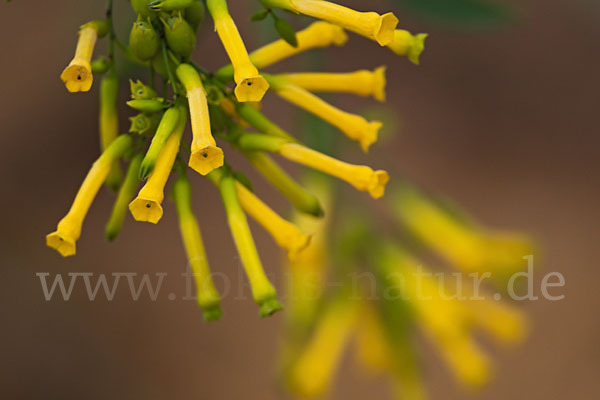Blaugrüner Tabak (Nicotiana glauca)