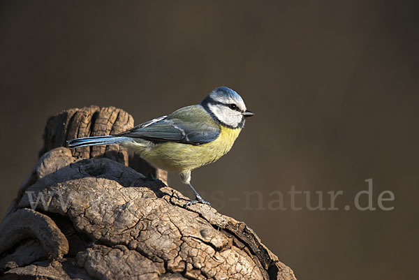 Blaumeise (Parus caeruleus)