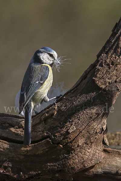 Blaumeise (Parus caeruleus)