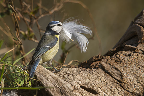 Blaumeise (Parus caeruleus)