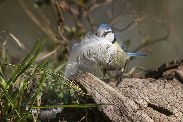 Blaumeise (Parus caeruleus)