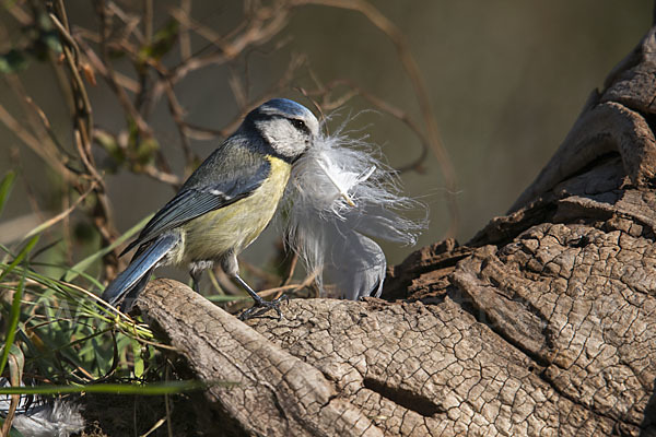 Blaumeise (Parus caeruleus)