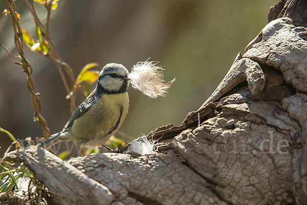 Blaumeise (Parus caeruleus)