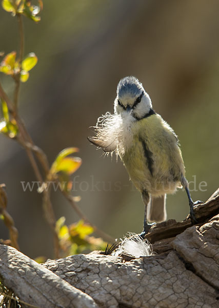 Blaumeise (Parus caeruleus)