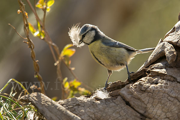 Blaumeise (Parus caeruleus)