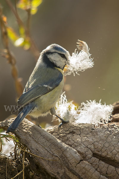 Blaumeise (Parus caeruleus)