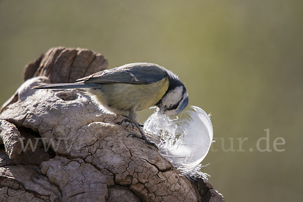 Blaumeise (Parus caeruleus)