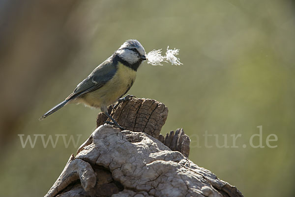 Blaumeise (Parus caeruleus)