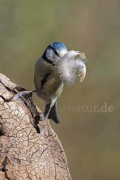 Blaumeise (Parus caeruleus)